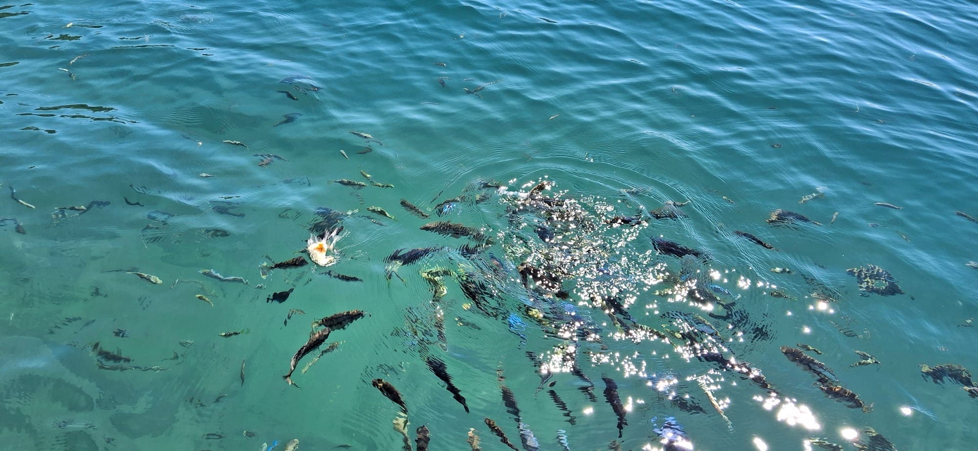 Cichlid fish swimming in the clear shallows of Lake Malawi