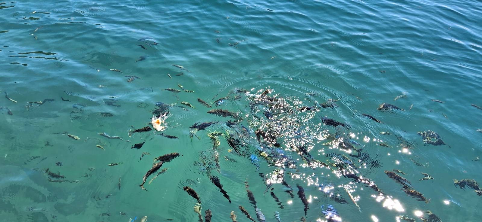 Cichlid fish swimming in the clear shallows in front of Anake Lodge